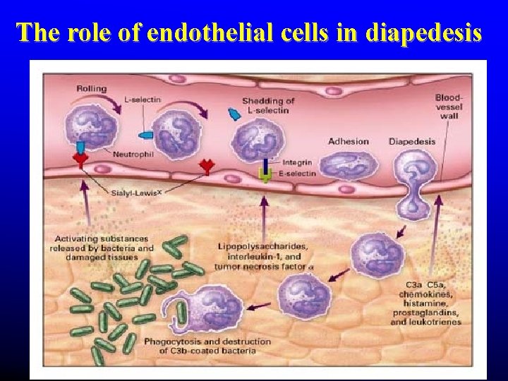 The role of endothelial cells in diapedesis The role of endothelial cells in diapedesis