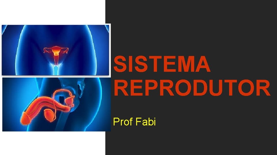 SISTEMA REPRODUTOR Prof Fabi 