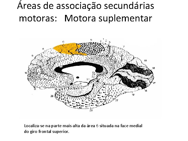 Áreas de associação secundárias motoras: Motora suplementar Localiza-se na parte mais alta da área