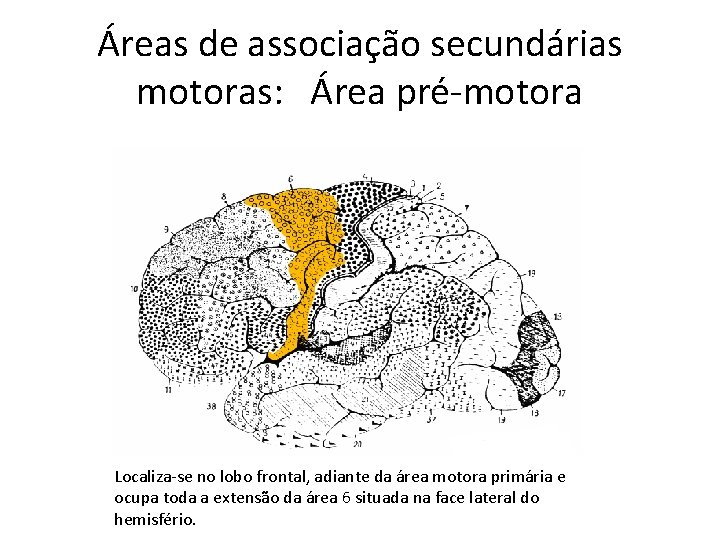 Áreas de associação secundárias motoras: Área pré-motora Localiza-se no lobo frontal, adiante da área