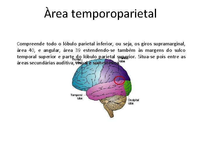 Àrea temporoparietal Compreende todo o lóbulo parietal inferior, ou seja, os giros supramarginal, área