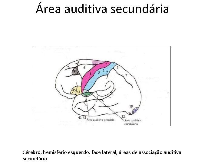 Área auditiva secundária Cérebro, hemisfério esquerdo, face lateral, áreas de associação auditiva secundária. 