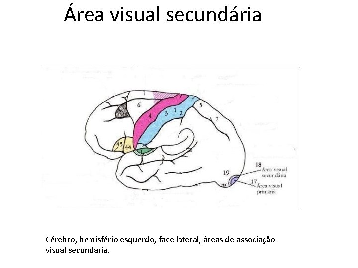 Área visual secundária Cérebro, hemisfério esquerdo, face lateral, áreas de associação visual secundária. 