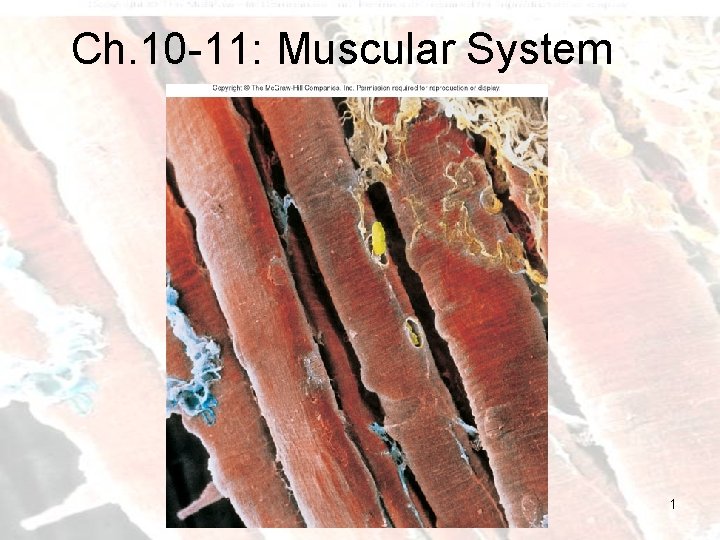 Ch. 10 -11: Muscular System 1 