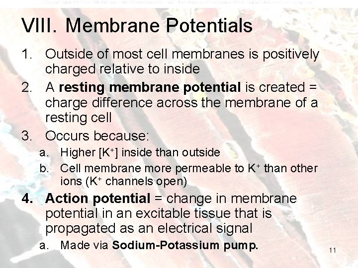VIII. Membrane Potentials 1. Outside of most cell membranes is positively charged relative to
