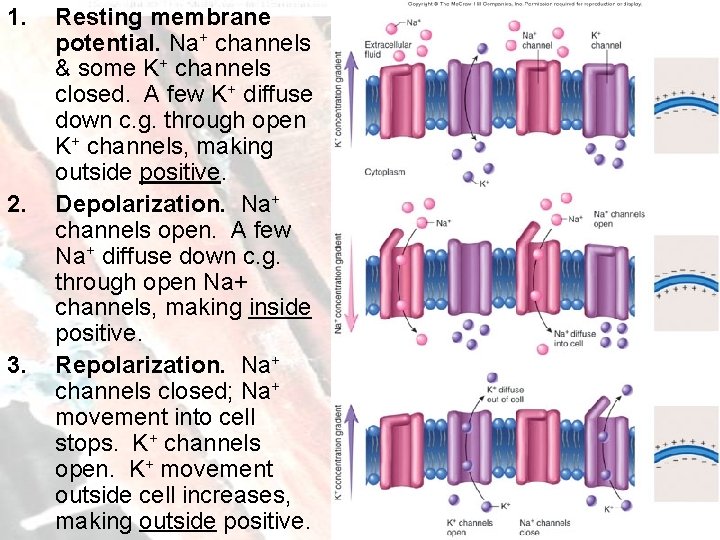 1. 2. 3. Resting membrane potential. Na+ channels & some K+ channels closed. A