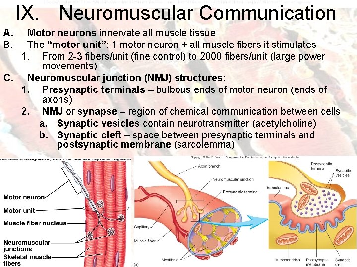 IX. Neuromuscular Communication A. B. Motor neurons innervate all muscle tissue The “motor unit”: