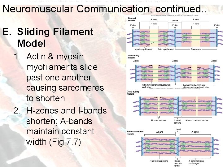 Neuromuscular Communication, continued. . E. Sliding Filament Model 1. Actin & myosin myofilaments slide