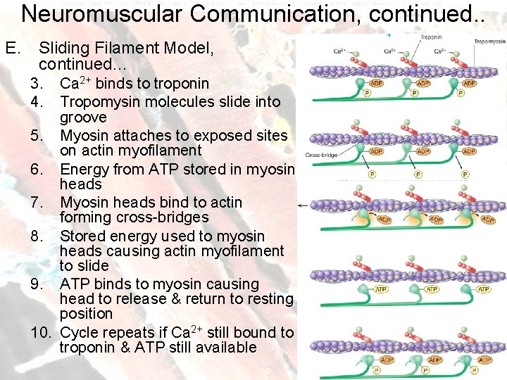 Neuromuscular Communication, continued. . E. Sliding Filament Model, continued… 3. 4. Ca 2+ binds