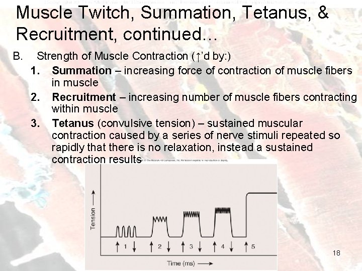 Muscle Twitch, Summation, Tetanus, & Recruitment, continued… B. Strength of Muscle Contraction (↑’d by: