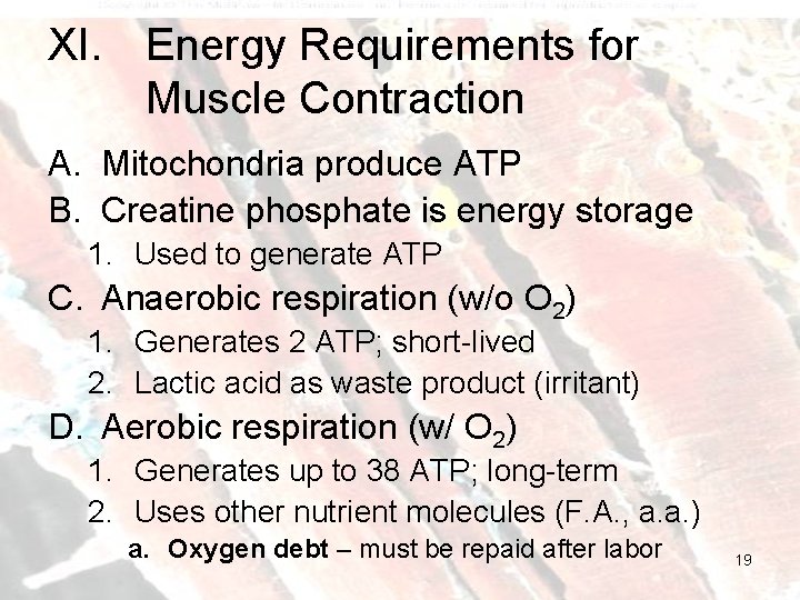 XI. Energy Requirements for Muscle Contraction A. Mitochondria produce ATP B. Creatine phosphate is