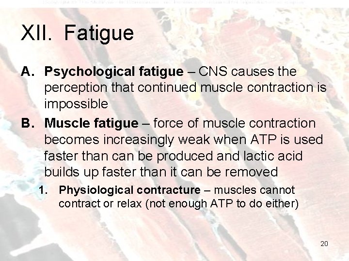 XII. Fatigue A. Psychological fatigue – CNS causes the perception that continued muscle contraction