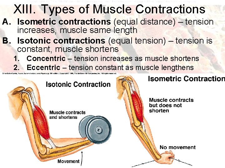 XIII. Types of Muscle Contractions A. Isometric contractions (equal distance) – tension increases, muscle