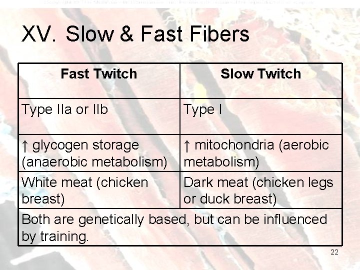 XV. Slow & Fast Fibers Fast Twitch Type IIa or IIb Slow Twitch Type