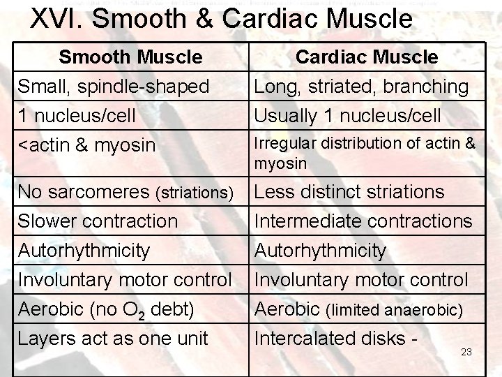 XVI. Smooth & Cardiac Muscle Smooth Muscle Cardiac Muscle Small, spindle-shaped 1 nucleus/cell Long,