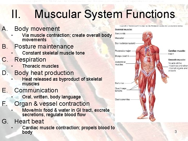 II. A. Muscular System Functions Body movement • B. Via muscle contraction; create overall