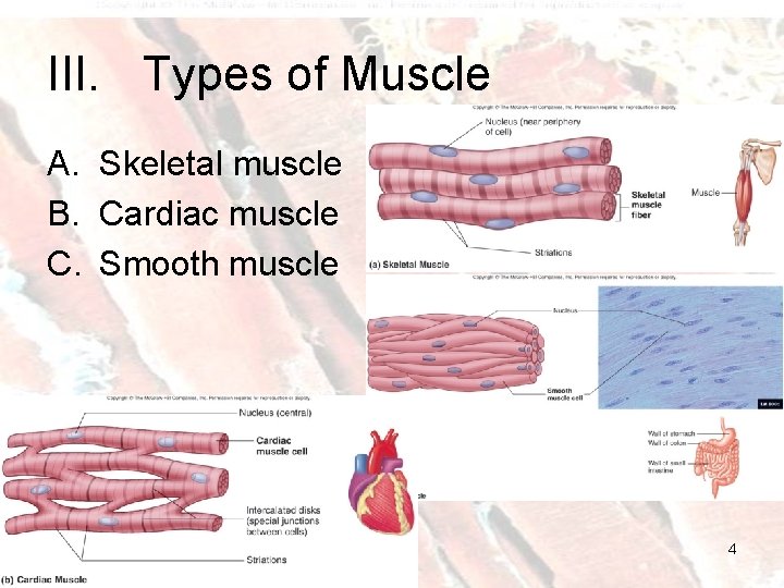 III. Types of Muscle A. Skeletal muscle B. Cardiac muscle C. Smooth muscle 4