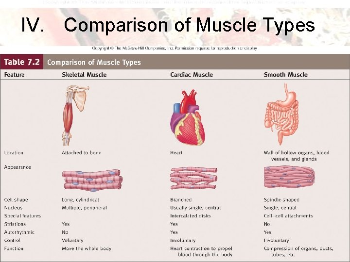 IV. Comparison of Muscle Types 5 