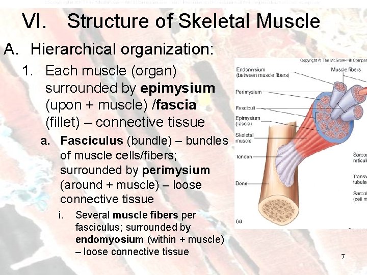 VI. Structure of Skeletal Muscle A. Hierarchical organization: 1. Each muscle (organ) surrounded by