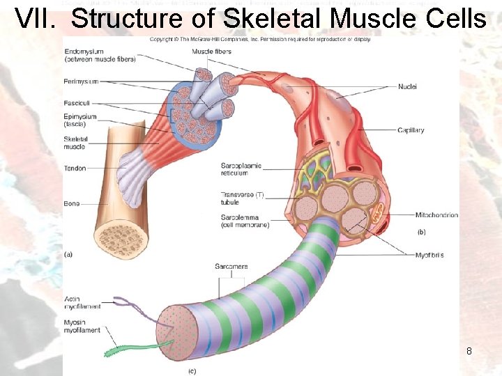 VII. Structure of Skeletal Muscle Cells 8 