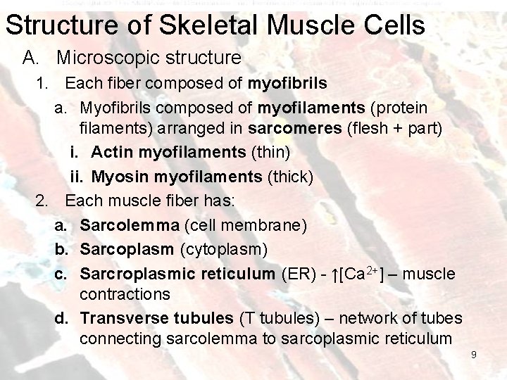 Structure of Skeletal Muscle Cells A. Microscopic structure 1. Each fiber composed of myofibrils