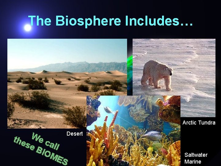 The Biosphere Includes… Arctic Tundra Desert W the ec all se BIO ME S