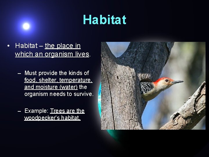 Habitat • Habitat – the place in which an organism lives. – Must provide