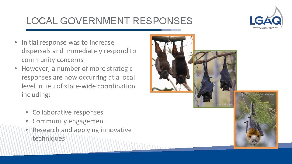 LOCAL GOVERNMENT RESPONSES • Initial response was to increase dispersals and immediately respond to