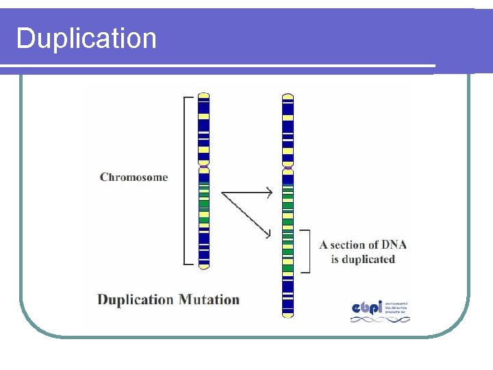 Duplication Duplication