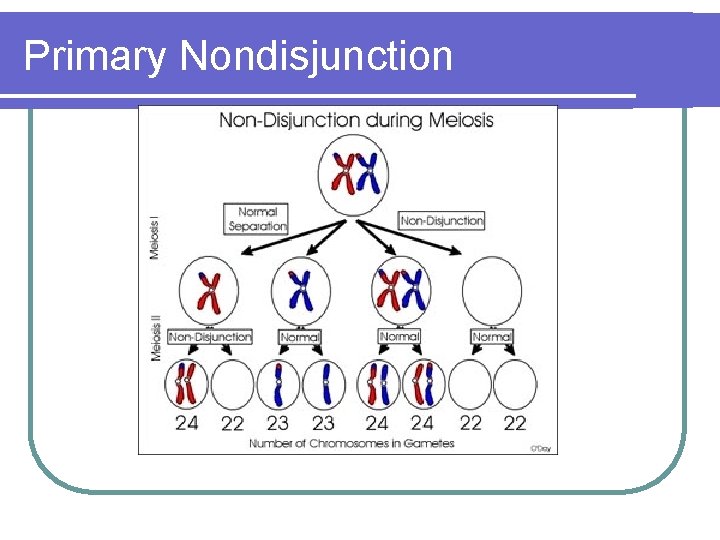 Primary Nondisjunction Primary Nondisjunction