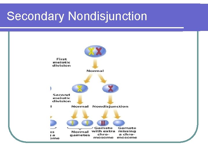 Secondary Nondisjunction Secondary Nondisjunction
