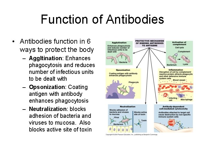 Function of Antibodies • Antibodies function in 6 ways to protect the body –