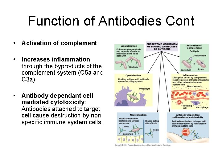Function of Antibodies Cont • Activation of complement • Increases inflammation through the byproducts