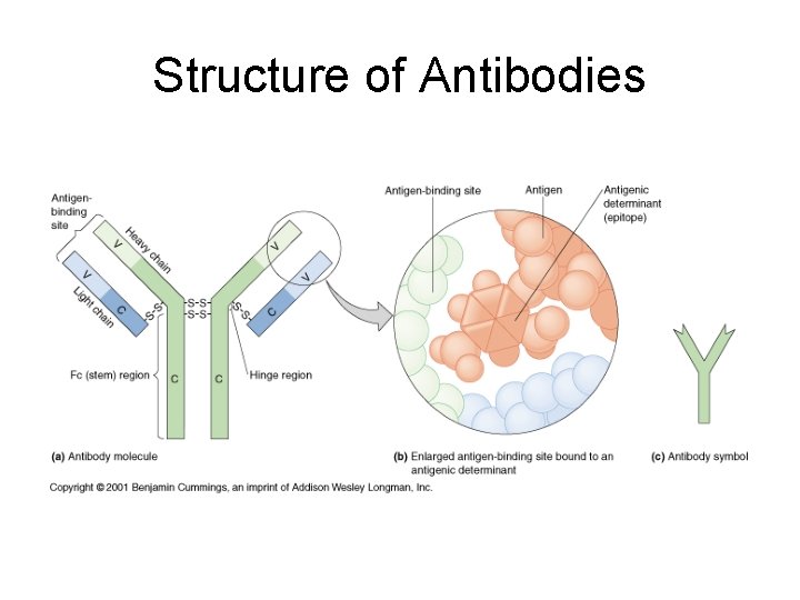 Structure of Antibodies 