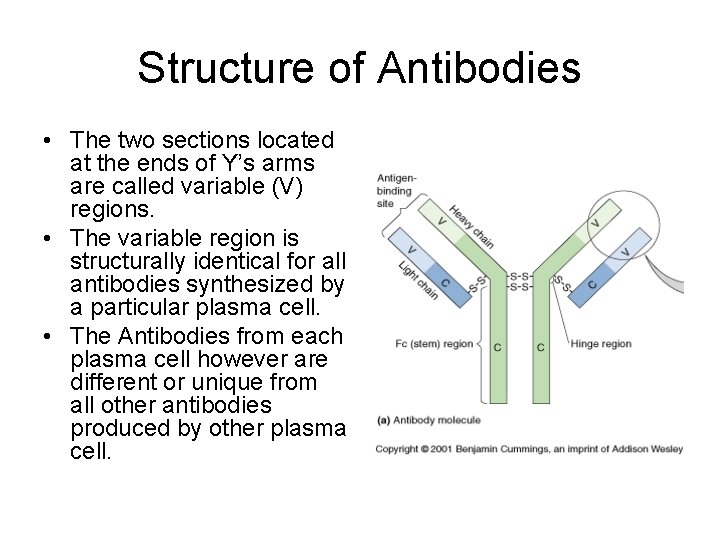 Structure of Antibodies • The two sections located at the ends of Y’s arms