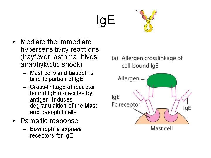 Ig. E • Mediate the immediate hypersensitivity reactions (hayfever, asthma, hives, anaphylactic shock) –