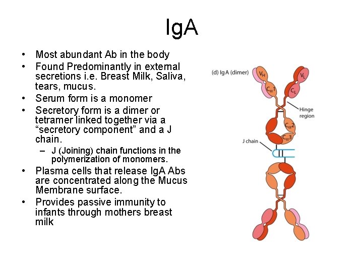 Ig. A • Most abundant Ab in the body • Found Predominantly in external