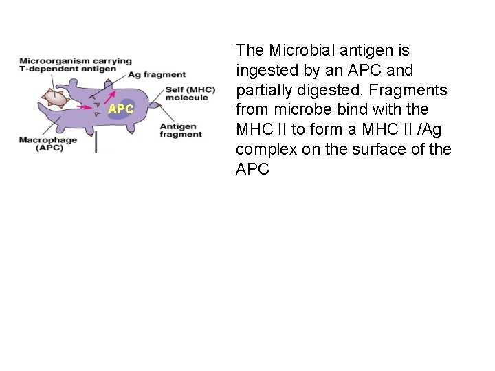 APC The Microbial antigen is ingested by an APC and partially digested. Fragments from
