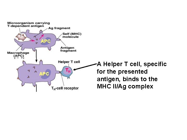 APC TH A Helper T cell, specific for the presented antigen, binds to the
