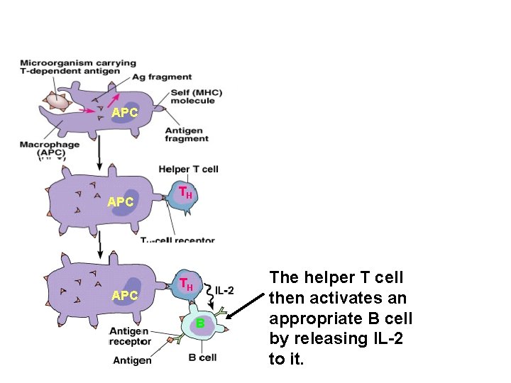 APC APC TH TH B The helper T cell then activates an appropriate B