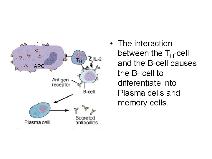 APC TH • The interaction between the TH-cell and the B-cell causes the B-