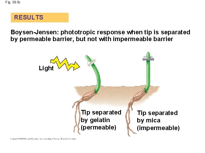 Fig. 39 -5 c RESULTS Boysen-Jensen: phototropic response when tip is separated by permeable Fig. 39 -5 c RESULTS Boysen-Jensen: phototropic response when tip is separated by permeable