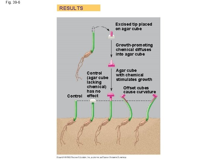 Fig. 39 -6 RESULTS Excised tip placed on agar cube Growth-promoting chemical diffuses into Fig. 39 -6 RESULTS Excised tip placed on agar cube Growth-promoting chemical diffuses into