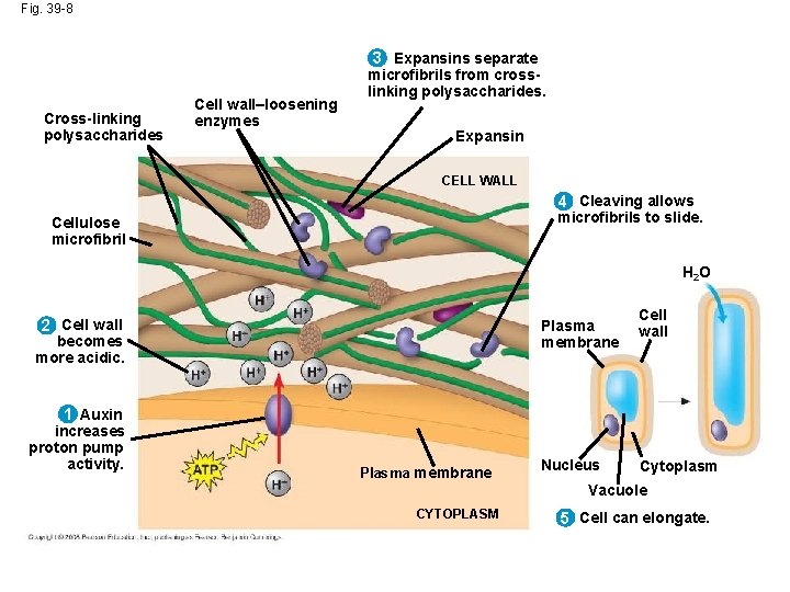 Fig. 39 -8 3 Expansins separate Cross-linking polysaccharides Cell wall–loosening enzymes microfibrils from crosslinking Fig. 39 -8 3 Expansins separate Cross-linking polysaccharides Cell wall–loosening enzymes microfibrils from crosslinking