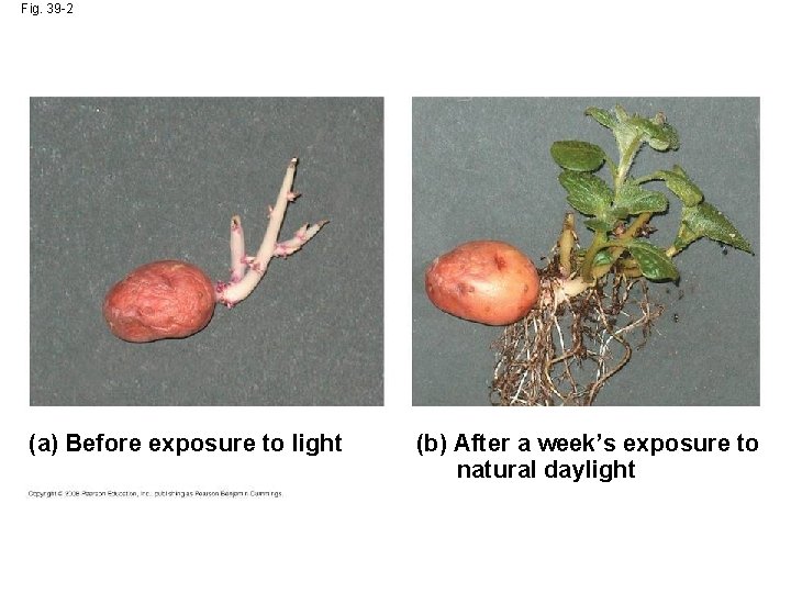 Fig. 39 -2 (a) Before exposure to light (b) After a week’s exposure to Fig. 39 -2 (a) Before exposure to light (b) After a week’s exposure to