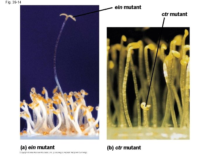 Fig. 39 -14 ein mutant ctr mutant (a) ein mutant (b) ctr mutant Fig. 39 -14 ein mutant ctr mutant (a) ein mutant (b) ctr mutant