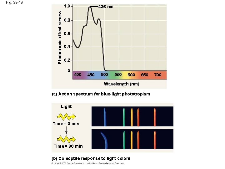 Fig. 39 -16 Phototropic effectiveness 1. 0 436 nm 0. 8 0. 6 0. Fig. 39 -16 Phototropic effectiveness 1. 0 436 nm 0. 8 0. 6 0.