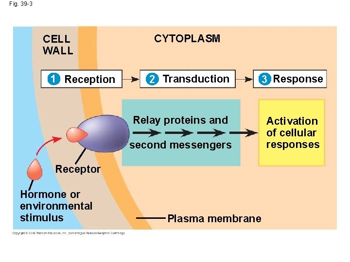 Fig. 39 -3 CELL WALL 1 Reception CYTOPLASM 2 Transduction Relay proteins and second Fig. 39 -3 CELL WALL 1 Reception CYTOPLASM 2 Transduction Relay proteins and second