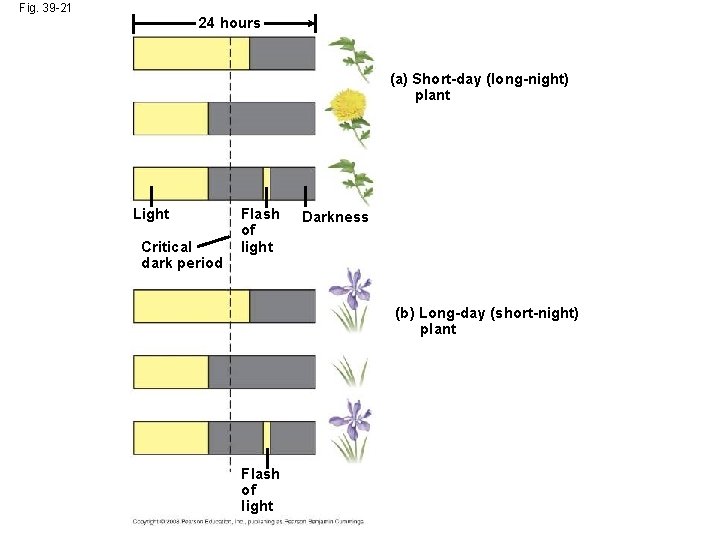 Fig. 39 -21 24 hours (a) Short-day (long-night) plant Light Critical dark period Flash Fig. 39 -21 24 hours (a) Short-day (long-night) plant Light Critical dark period Flash