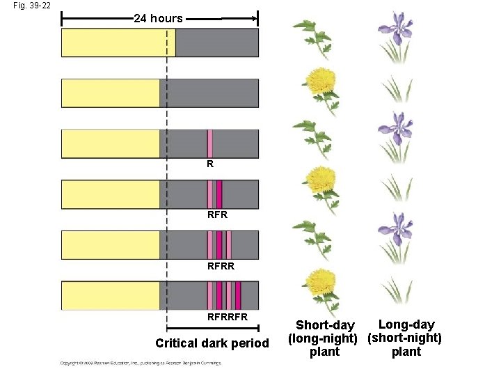 Fig. 39 -22 24 hours R RFRRFR Critical dark period Long-day Short-day (long-night) (short-night) Fig. 39 -22 24 hours R RFRRFR Critical dark period Long-day Short-day (long-night) (short-night)